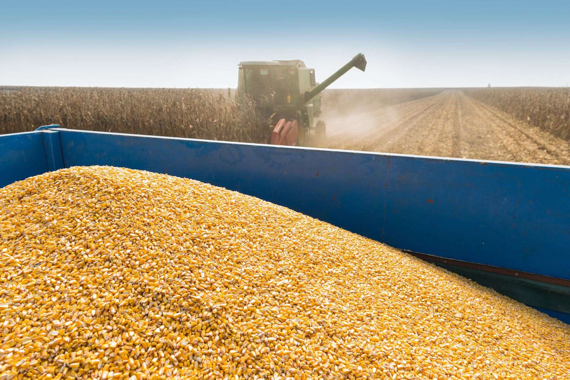 ABD'de soya fasulyesi ve mısır hasadı 5 yıllık ortalamanın gerisinde