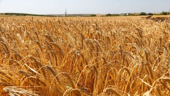 Anadolu Efes, onarıcı tarım faaliyetleriyle yetiştirilen ilk arpa hasadını gerçekleştirdi