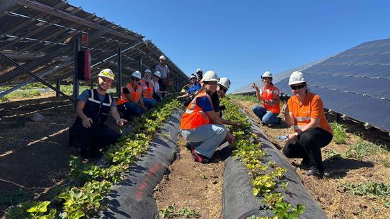 Enerjisa Üretim, agrivoltaik tarım uygulamaları ile 5 ton hasat yaptı.