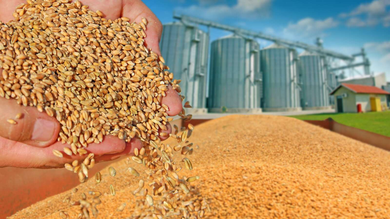 Orta Doğu'da çatışma buğday fiyatlarını iki yılın zirvesine yaklaştırdı