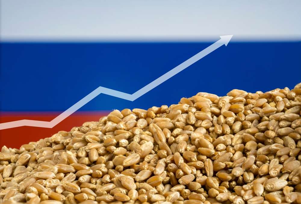 Rus buğdayında fiyatlar yükselirken ihracat beklentileri arttı